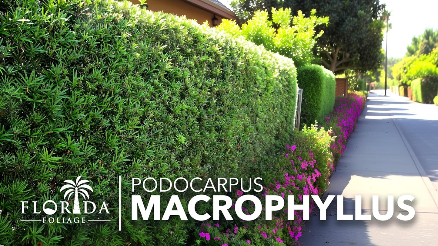 Podocarpus Macrophyllus Japanese Yew | 20 Live Plants | Podocarpus macrophyllus | Privacy Hedge Shrub | Evergreen Landscaping Plants for Gardens & Borders