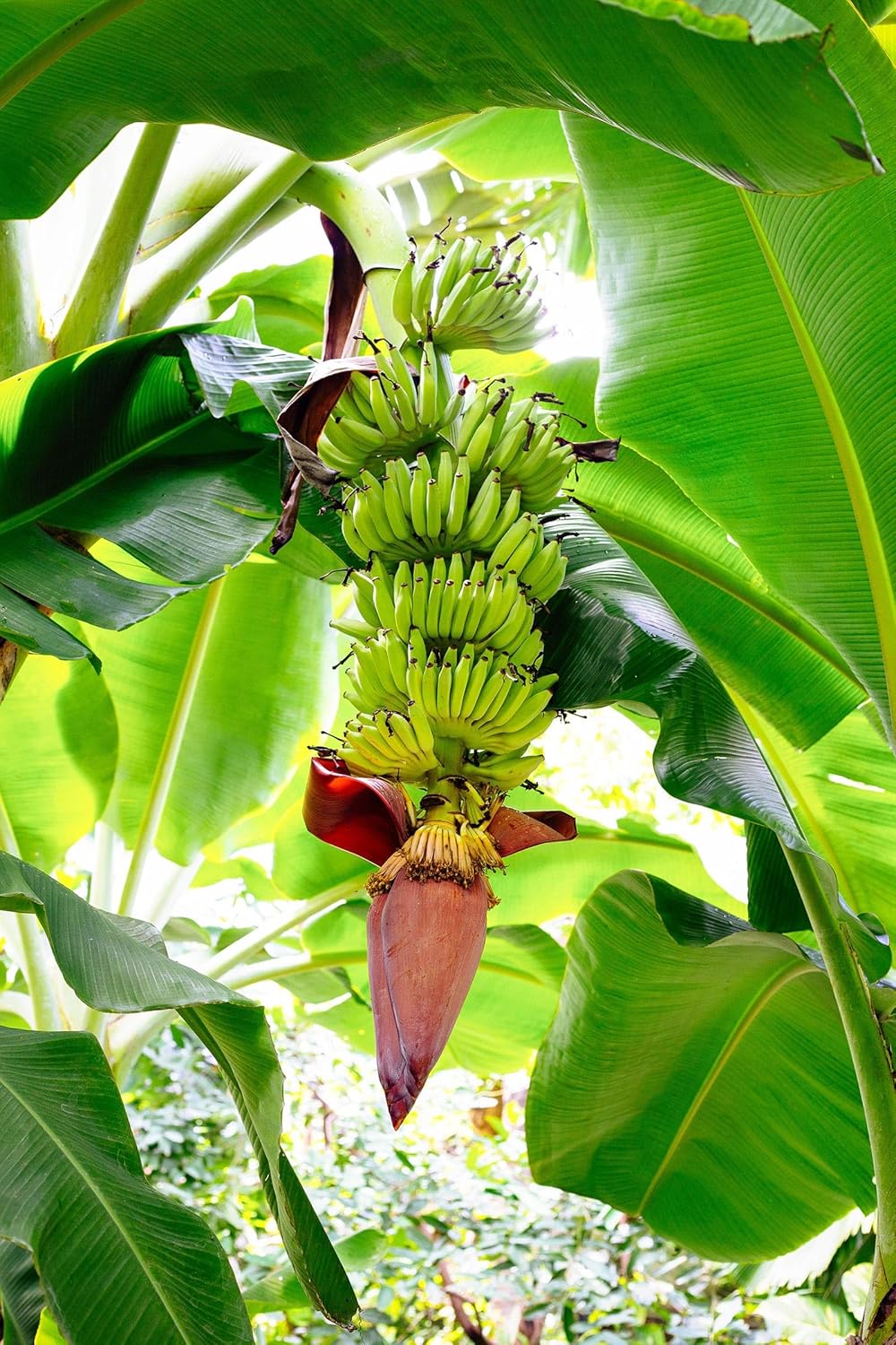 Banana Basjoo (Musa basjoo) Plants (4 Pack) – Live Plants for Planting, Cold Hardy Banana for Lush Tropical Look, Fast Growing Garden or Patio Foliage, Thrives in Zones 5–11