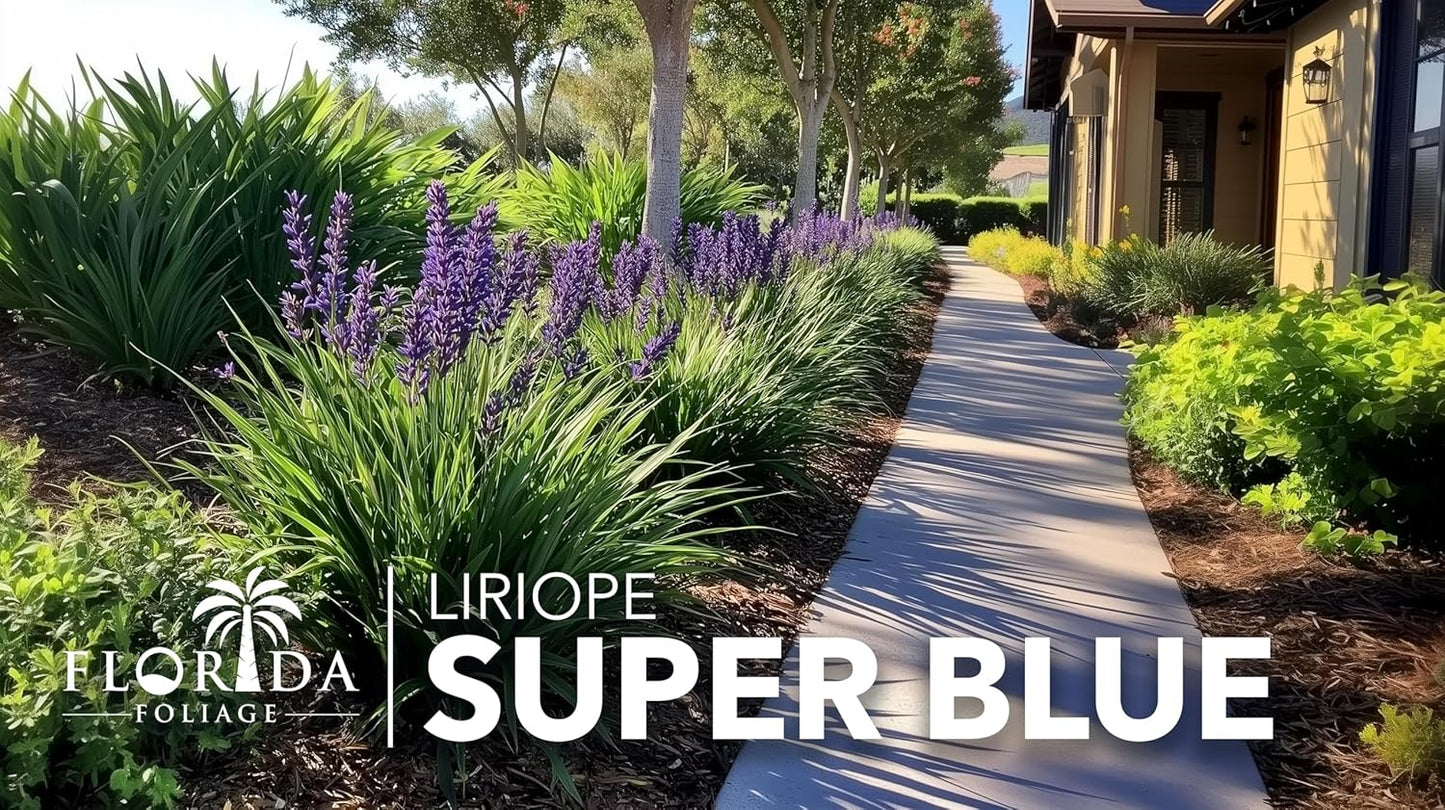 Super Blue | 30 Live Plants | Liriope Muscari | Ground Cover Plant, Ornamental Grass, Drought Tolerant, Low Maintenance, Evergreen Foliage, Purple Flower Spikes, Shade Garden Favorite, Easy to Grow