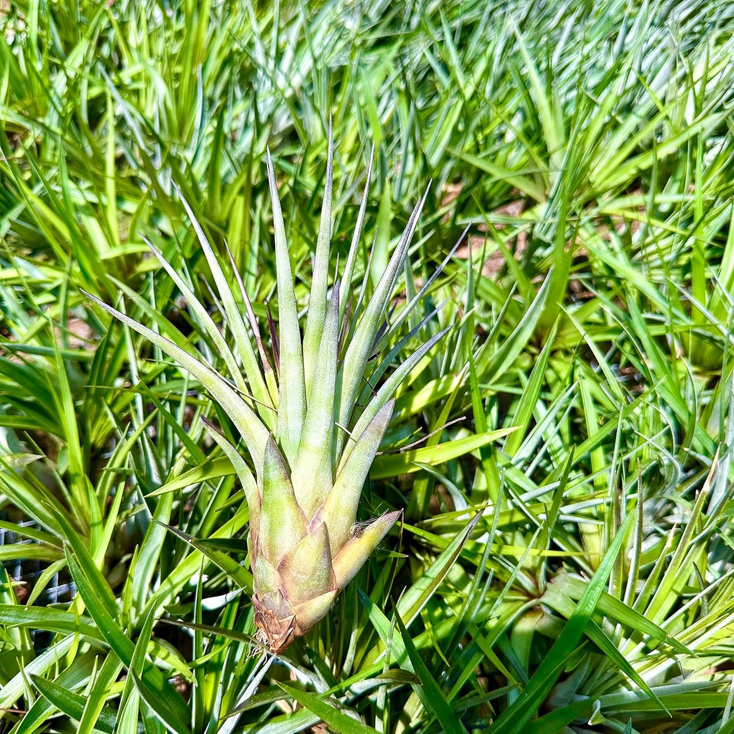 Air Plants - Tillandsia Fasciculata Tricolor, Large 4-6" - 5ct - Live Arrival Guaranteed - House Plants for Home Decor & Gift