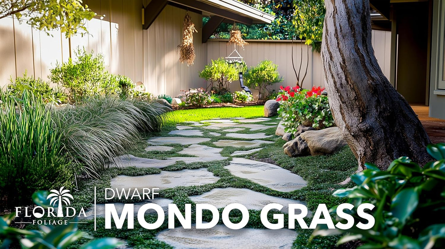 Dwarf Mondo Grass | 10 Live Plants | Ophiopogon Japonicus Nana | Lush Ground Cover | Shade Loving Low Maintenance Garden Solution | Ideal for Landscaping and Borders | Hardy and Evergreen