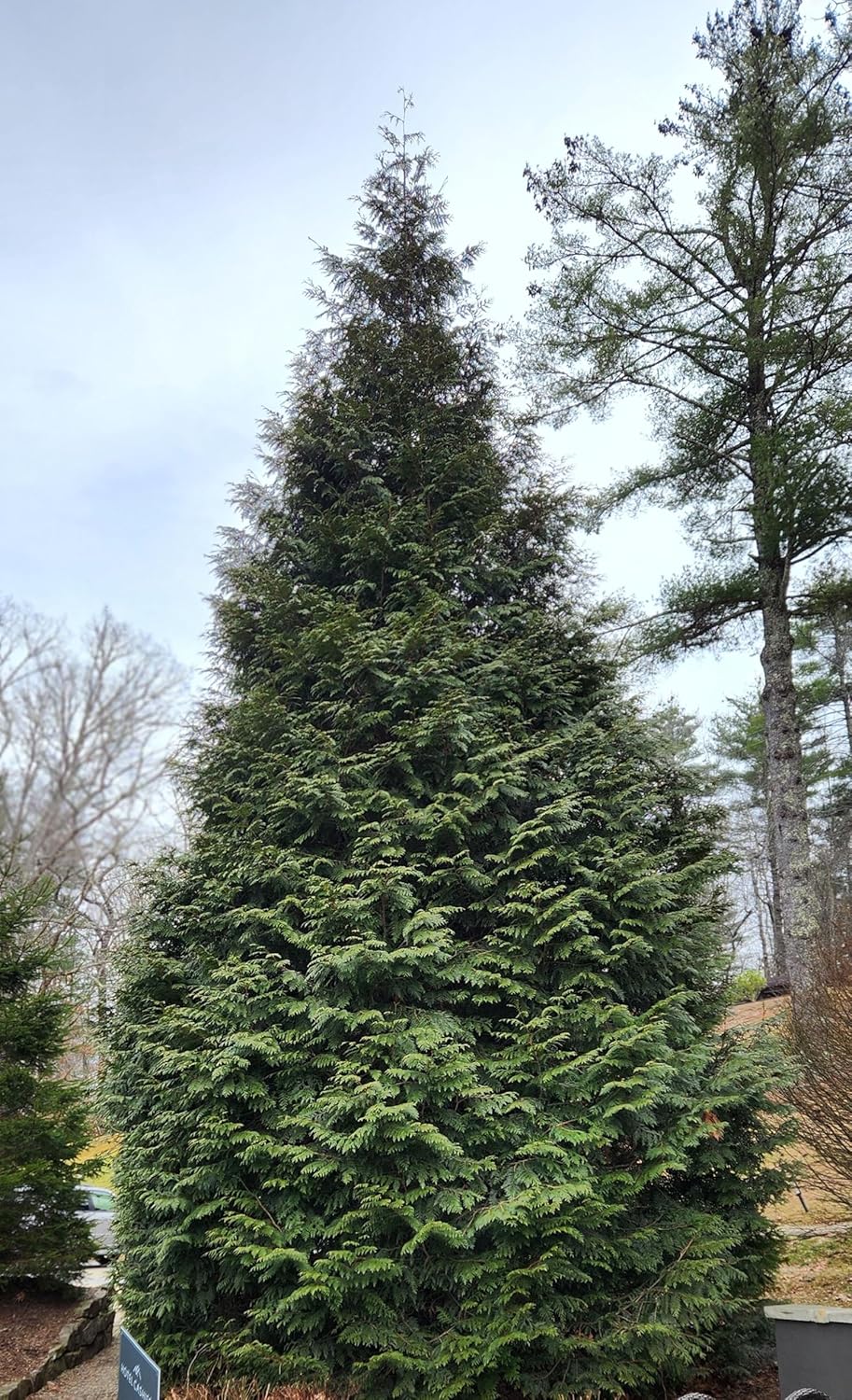 Thuja Green Giant Arborvitae Lot of 20, 3 Inch Pot