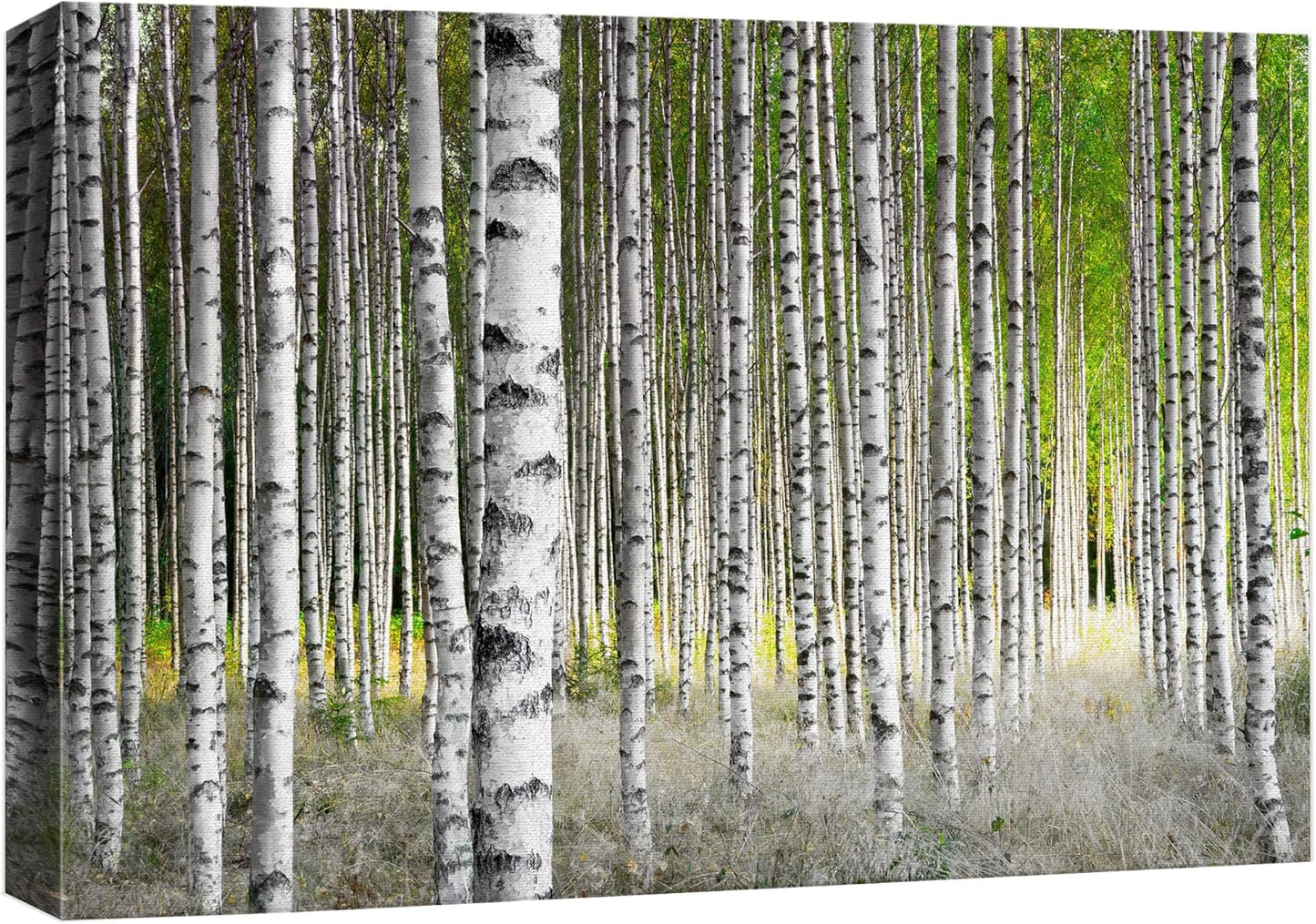 wall26 Canvas Print Wall Art White Birch Trees in Green Forest Nature Wilderness Photography Modern Art Rustic Scenic Colorful Multicolor for Living Room, Bedroom, Office - 12"x18"