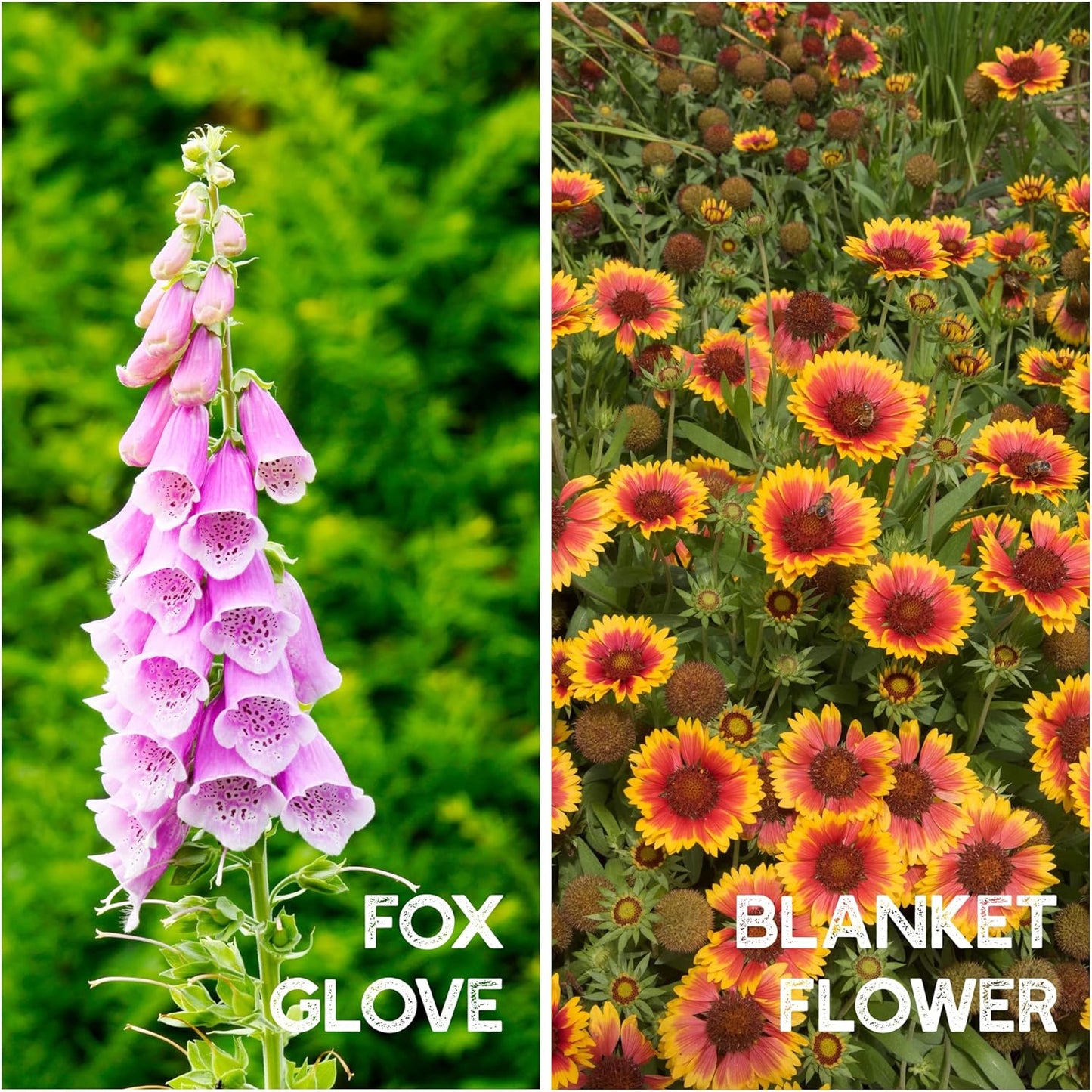 Wildflower Seeds Bulk - Meadow Wildflower Seed Mix, 5 Lbs Bulk, Annual & Perennial Wildflowers Seeds for Planting, Wild Flower & Grass Garden Mixture, Mountain Valley Seed Company