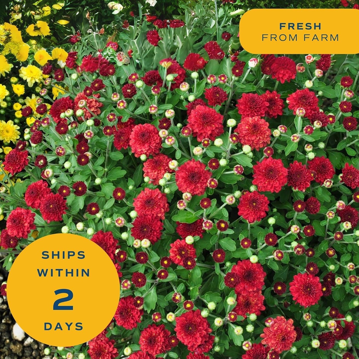 Costa Farms Chrysanthemum, Mums, Ships in Full Bloom, Porch and Patio Ready Bushel Basket 13-Inches Tall, Yellow