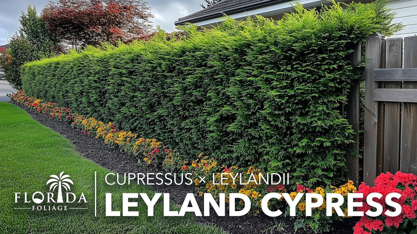 Leyland Cypress | 3 Extra Large 3 Gallon Plants | Cupressocyparis leylandii | Fast Growing Privacy Trees, Evergreen Landscape Plants, Drought Tolerant, Low Maintenance, Windbreak, Hardy