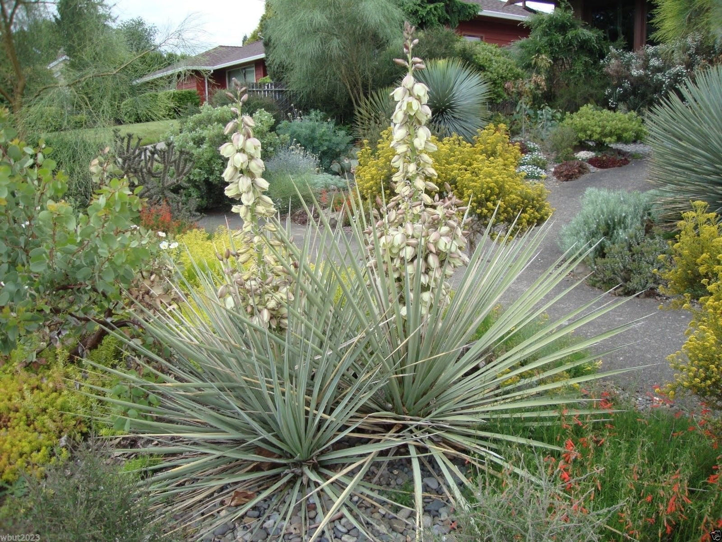 20 Seeds Banana Yucca - Drought Tolerant,Edible Fruits,Yucca baccata !