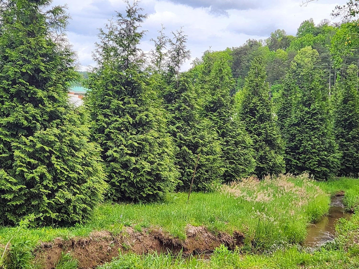Thuja Evergreen Shrub, Green Giant Arborvitae, Quart Pot