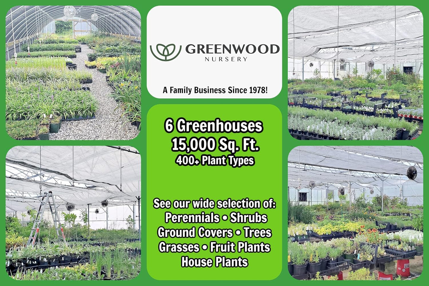 Greenwood Nursery: Live Perennial Plants - Cinnamon Fern + Osmundastrum Cinnamomeum - [Qty: 2X Pint Pots] - (Click for Other Available Plants/Quantities)