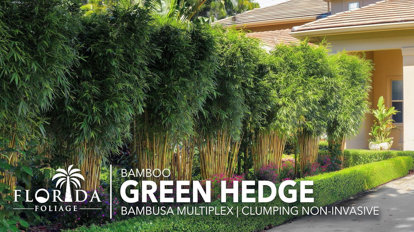 Green Hedge Bamboo | 1 Extra Large 3 Gallon Plant | Bambusa multiplex | Fast Growing Privacy Screen | Clumping Bamboo for Landscapes Gardens Walkways Accent Foundation Beds Decorative Garden