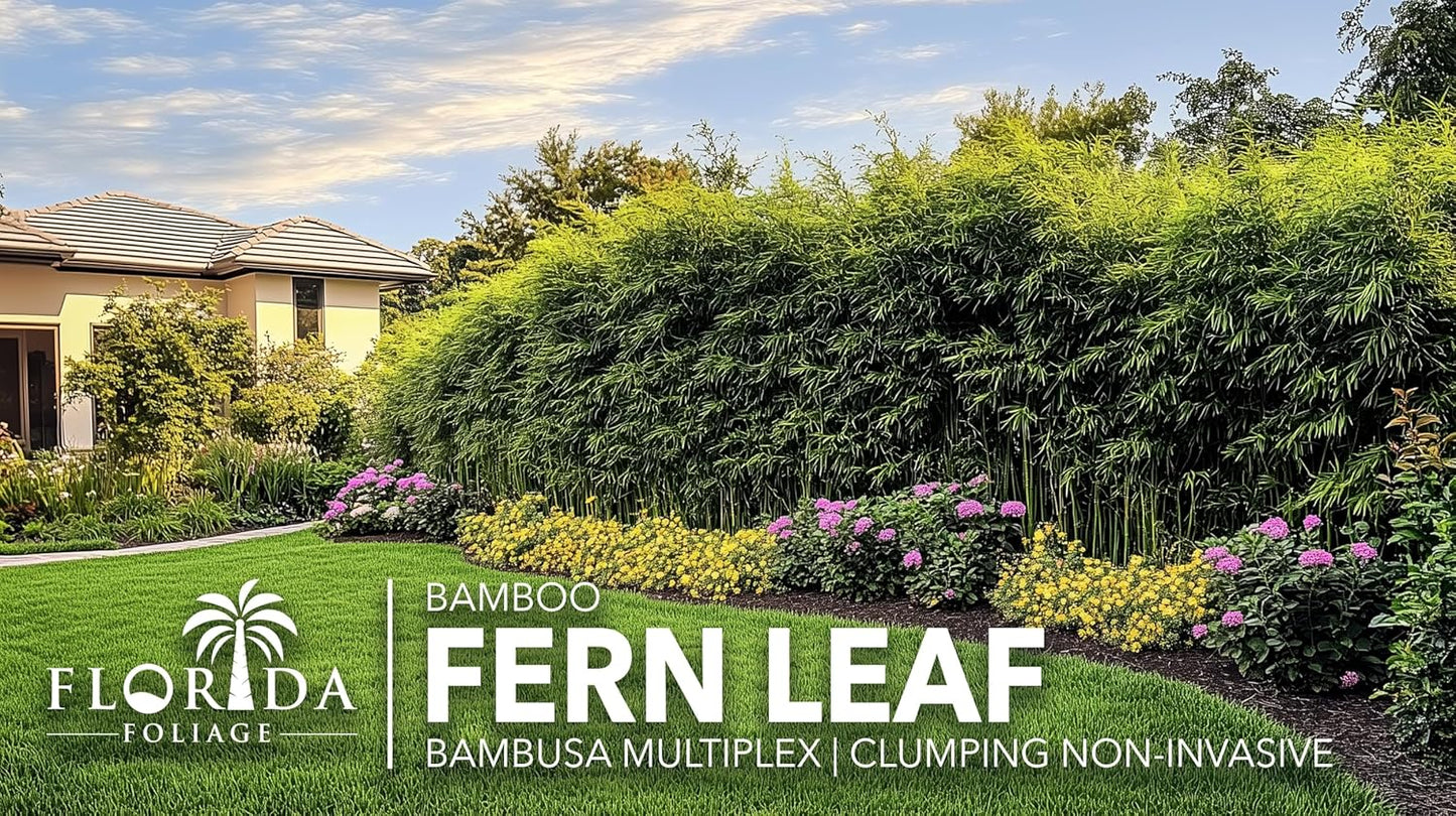 Bamboo Golden Goddess | 1 Large Gallon Size Plant | Bambusa multiplex | Fast Growing Clumping Bamboo | Privacy Hedge Windbreak Landscapes Borders Beds Decorative Accent Outdoor Screening Garden Zone