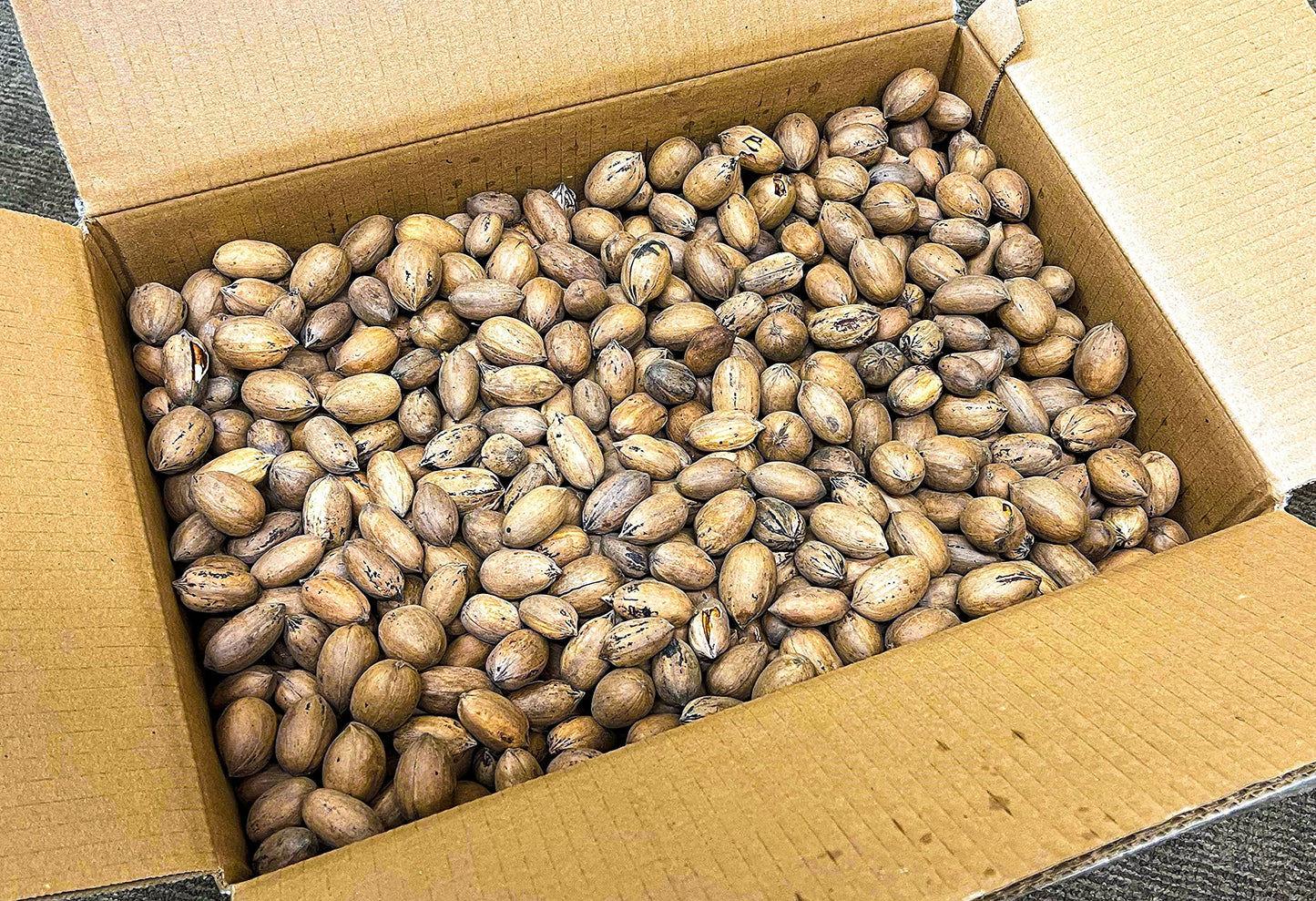 20 lbs - Texas Squirrel Pecans Inshell | Pecans.com | UNABLE TO SHIP INSHELL PECANS TO CALIFORNIA OR ARIZONA