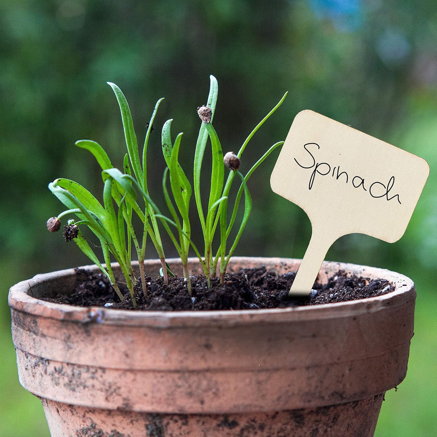Wooden Plant Tags - 60 Labels and Marker Pen - Wooden Garden Sign for Identification - Seedling Tags for Gardening, Garden Stakes for Potted Plants, Herbs, Vegetables - 4"x2.4"