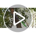30 Ft Manual Pole Saw, Extendable Tree Pruner Blade and Scissors Set with 9 Fiberglass Handles, Long Branch Pruner Retract...