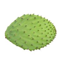 Cactus Leaf️