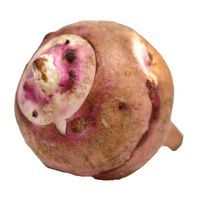 Sunchoke️