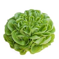 Butterhead (Boston, Butter, Bibb) Lettuce️