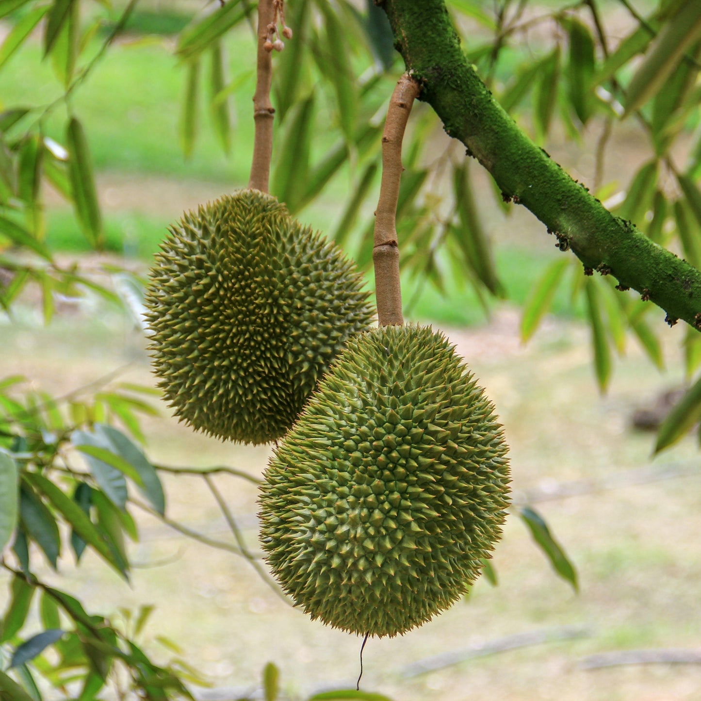Premium Malaysian Musang King Durian (D197) - Whole Fruit 5-6lbs
